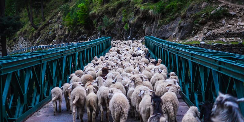Guardians of the High Pastures: A Year with Himalayan Shepherd Communities