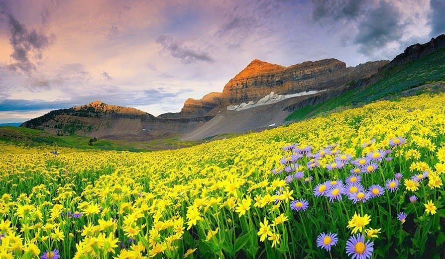 Trails in Bloom: The Sacred and Seasonal Flowering Routes of Uttarakhand