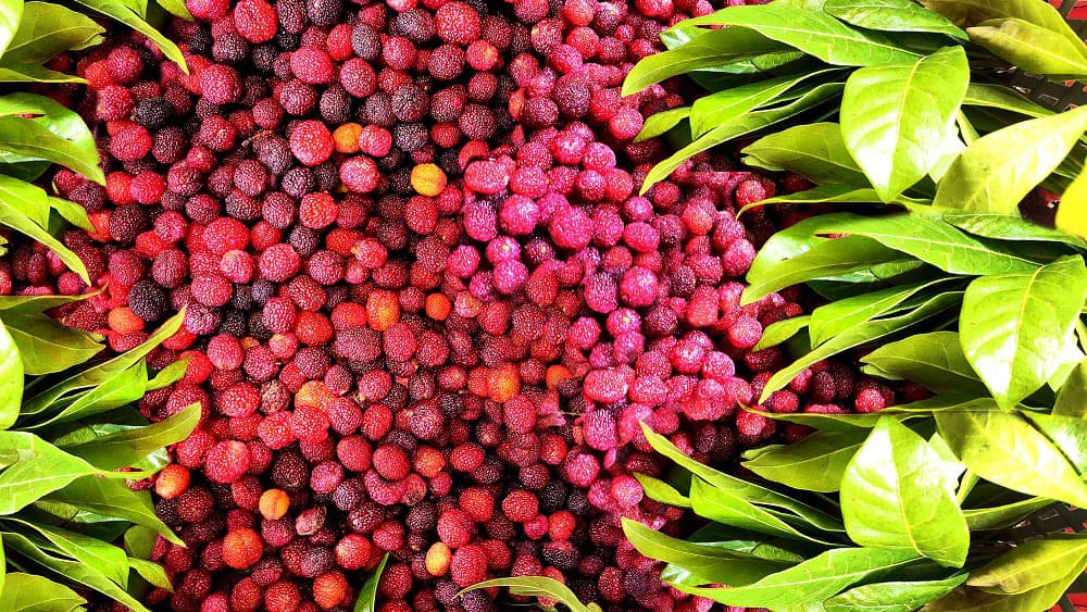 Kafal: The Himalayan Berry That Tastes Like Childhood
