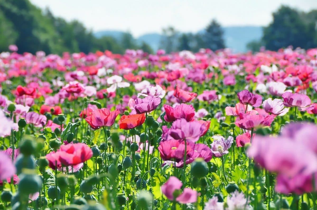 Valley of Flowers 2025: Uttarakhand’s Blooming Wonderland is Now Open