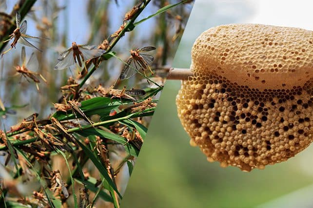 Image of Wild Honey from the Hills - an authentic Pahadi product